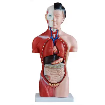 Ľudské 42cm Ženské Torzo Anatomický Model Kostry Anatómie Lekárskej 15 Časť Obrázok