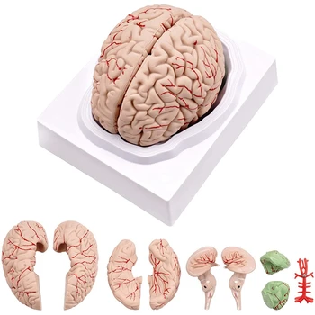 Ľudský Mozog Model,Životnej Veľkosti Ľudského Mozgu Anatómie Model S Displejom Základňu Pre Vedu Triede Študovať & Výučba Displej Obrázok