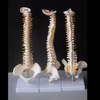 45 CM Ľudskej Chrbtice s Panvového Model Človeka Anatomické Anatómia Chrbtice Lekárske Model chrbtice model+Stojan Fexible Obrázok